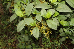 Palicourea lineariflora