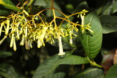 Palicourea lineariflora