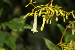 Palicourea lineariflora