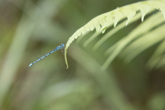 Enallagma doubledayi