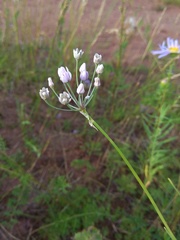 Allium anisopodium