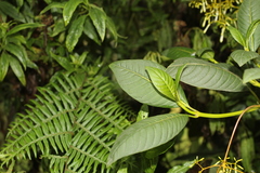 Palicourea lineariflora