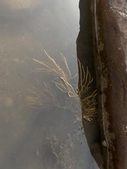Pseudopterogorgia