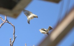 Crithagra atrogularis