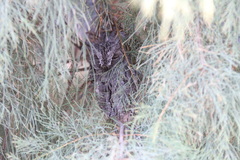 Otus senegalensis