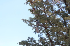 Melaniparus cinerascens