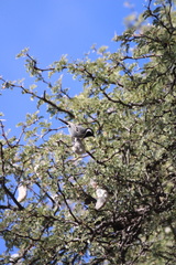 Melaniparus cinerascens