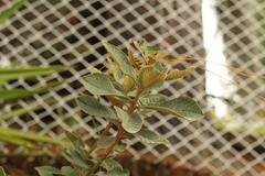 Clethra fimbriata