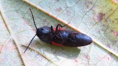Ampedus rufipennis
