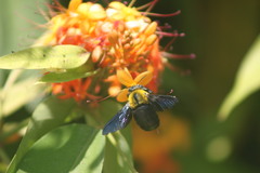 Xylocopa minor