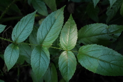 Aralia armata