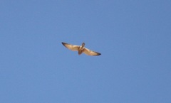 Falco rupicoloides
