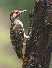Campethera bennettii