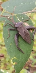 Acanthocephala femorata image