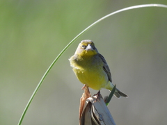 Grassland Yellow-Finch photo 6