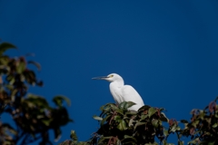 Egretta garzetta