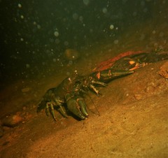 Faxonius rusticus × propinquus