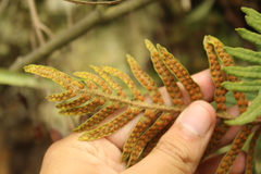 Pleopeltis orientalis