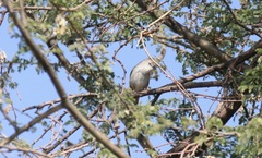 Phragmacia substriata