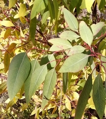 Eucalyptus gunnii