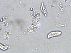 Dacrymyces corticioides