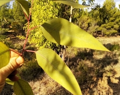 Eucalyptus gunnii