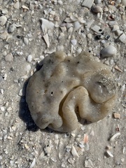 Aplidium stellatum