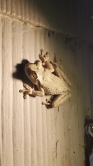 Osteopilus septentrionalis