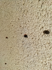 Xerotricha conspurcata