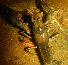 Faxonius rusticus × propinquus