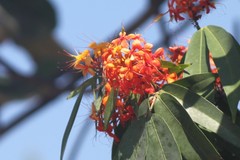 Saraca