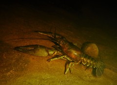 Faxonius rusticus × propinquus