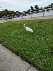 Eudocimus albus