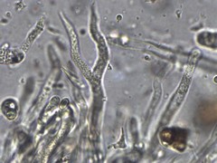 Dacrymyces corticioides