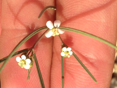 Euphorbia florida