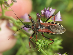 Rhynocoris cuspidatus
