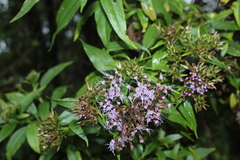 Chromolaena perglabra