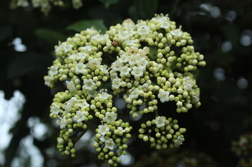 Viburnum tinoides, photograph 1