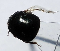 Coptosoma mucronatum