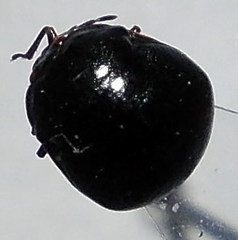 Coptosoma mucronatum