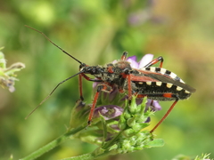 Rhynocoris cuspidatus