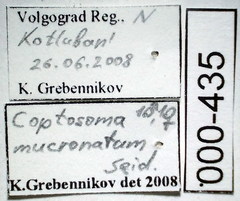 Coptosoma mucronatum