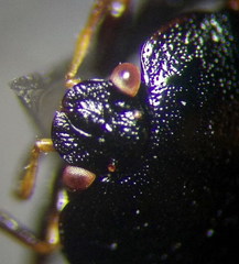 Coptosoma mucronatum