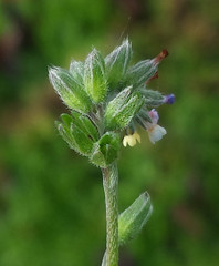 Myosotis discolor discolor