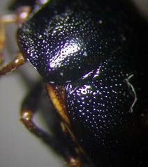 Coptosoma mucronatum