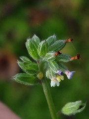 Myosotis discolor discolor