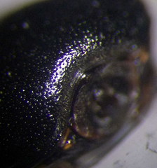 Coptosoma mucronatum