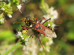Rhynocoris cuspidatus
