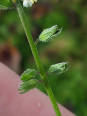Myosotis discolor discolor