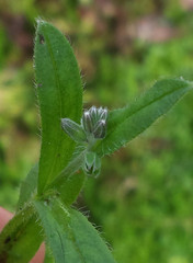 Myosotis discolor discolor